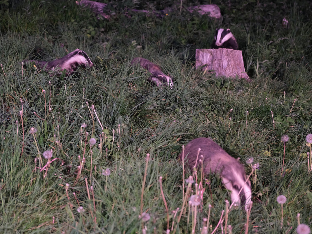 Badger Watch Dorset-Buckland Newton必去景点