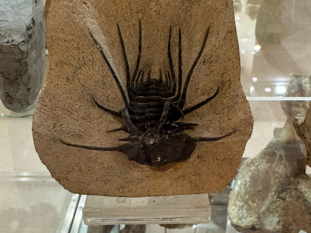 Museum of Mineralogy and Paleontology Stamatiadis-Ialysos必去景点