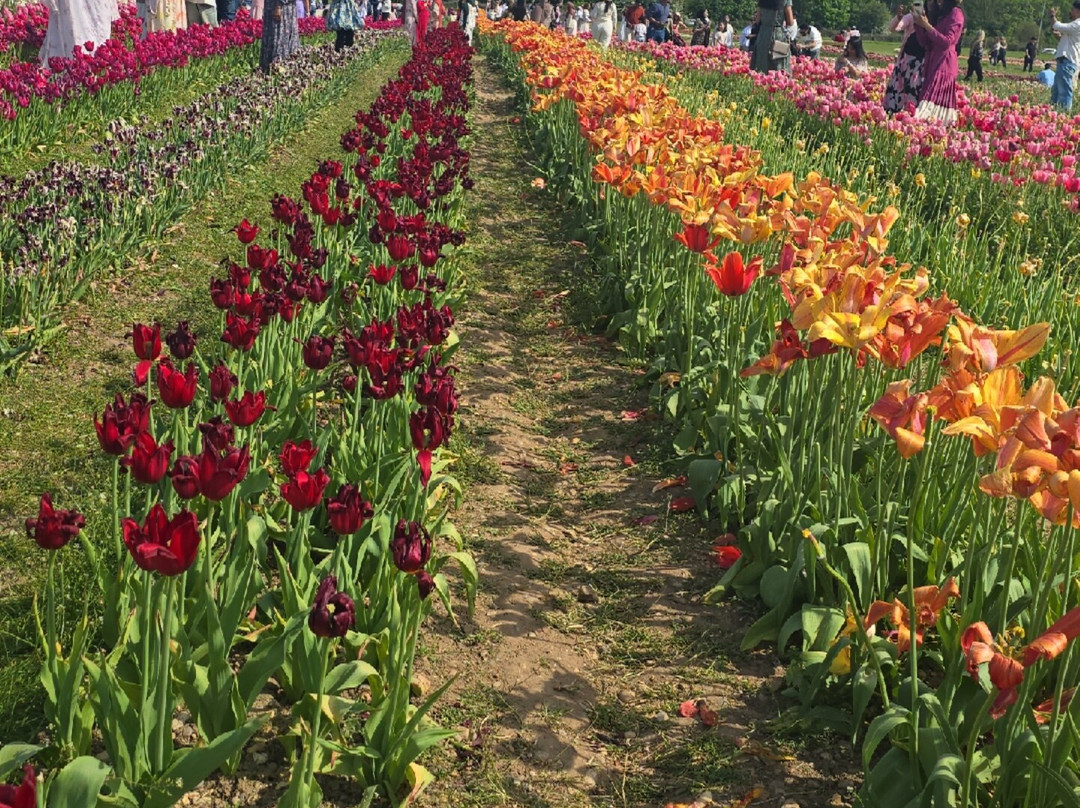 Tulleys Tulip Fields - Hertfordshire-圣奥尔本斯必去景点
