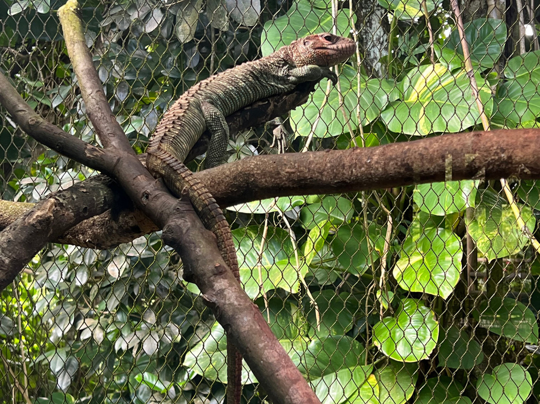 Zoo De Guadeloupe Au Parc Des Mamelles-Bouillante必去景点