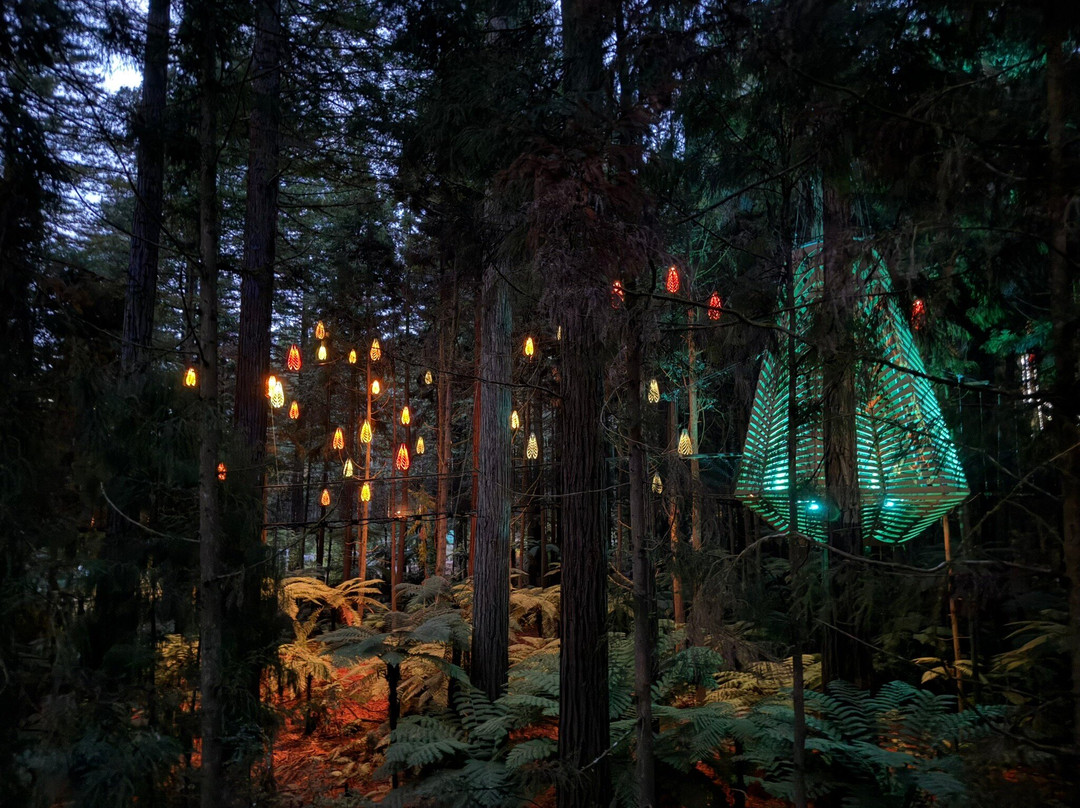 Redwoods Treewalk-罗托鲁瓦必去景点