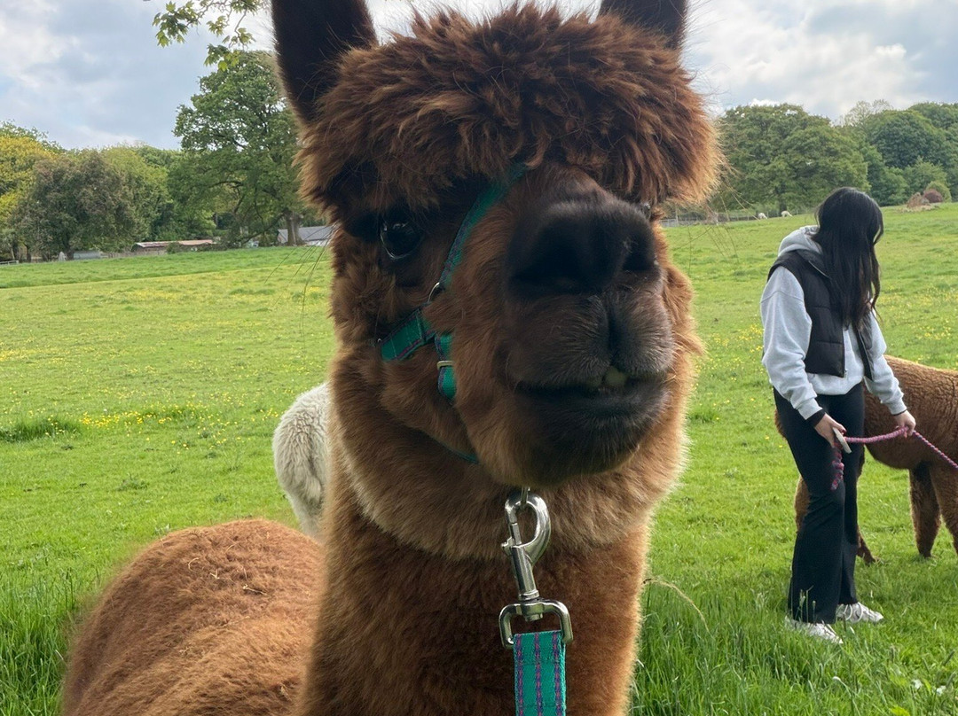 Bardsea Alpacas And Llamas-Bardsea必去景点