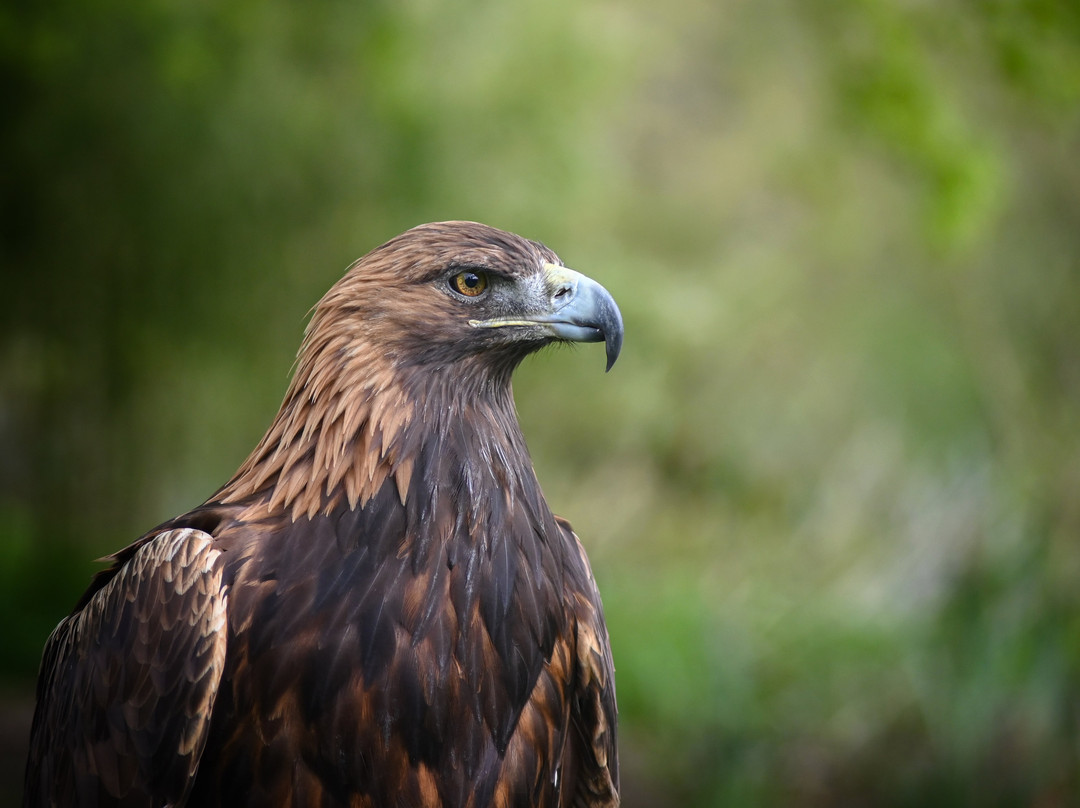 Kintail Birds of Prey Argyll-Dalmally必去景点