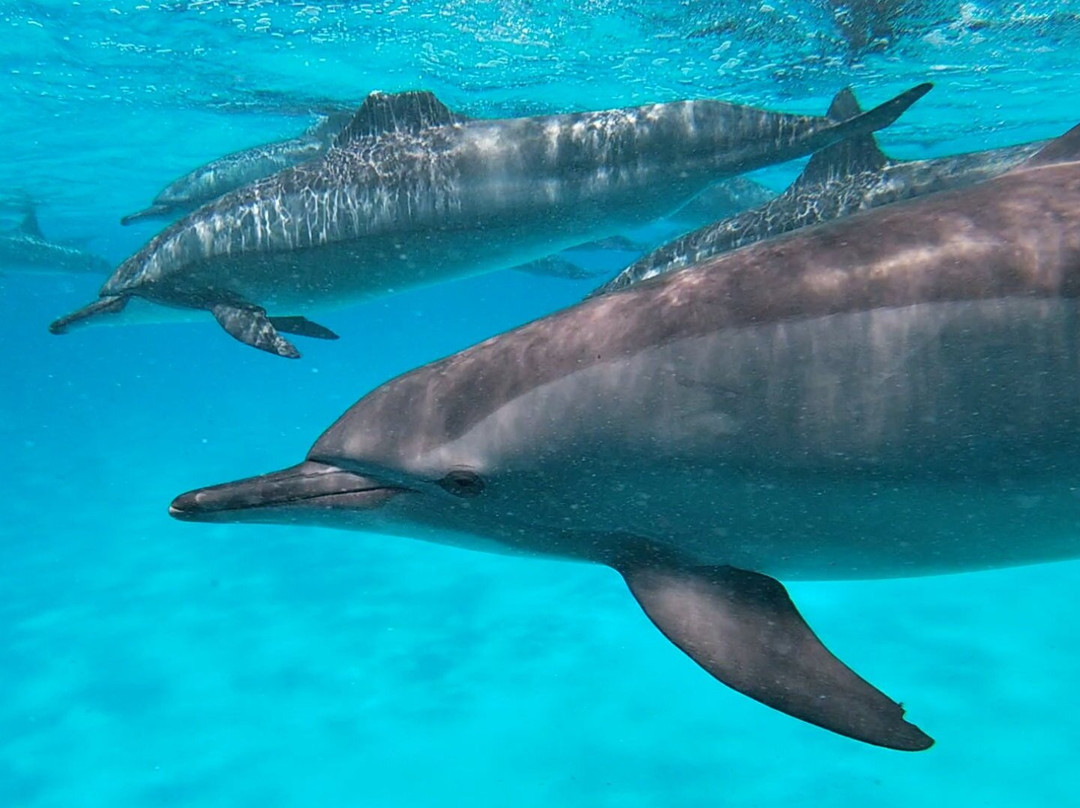 Marsa Alam Tours-马萨阿拉姆必去景点