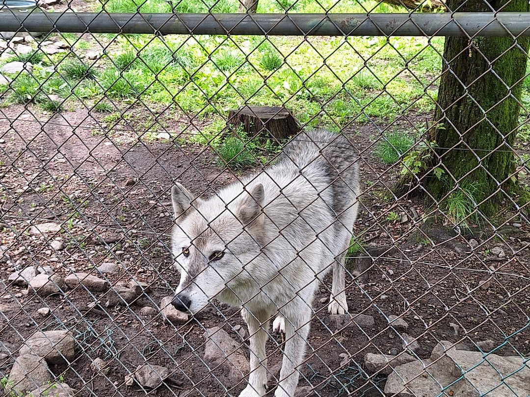 Lakota Wolf Preserve-Columbia必去景点