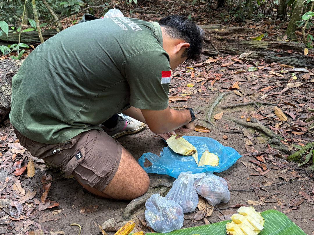 Trekking Orangutan Sumatra-武吉拉旺必去景点