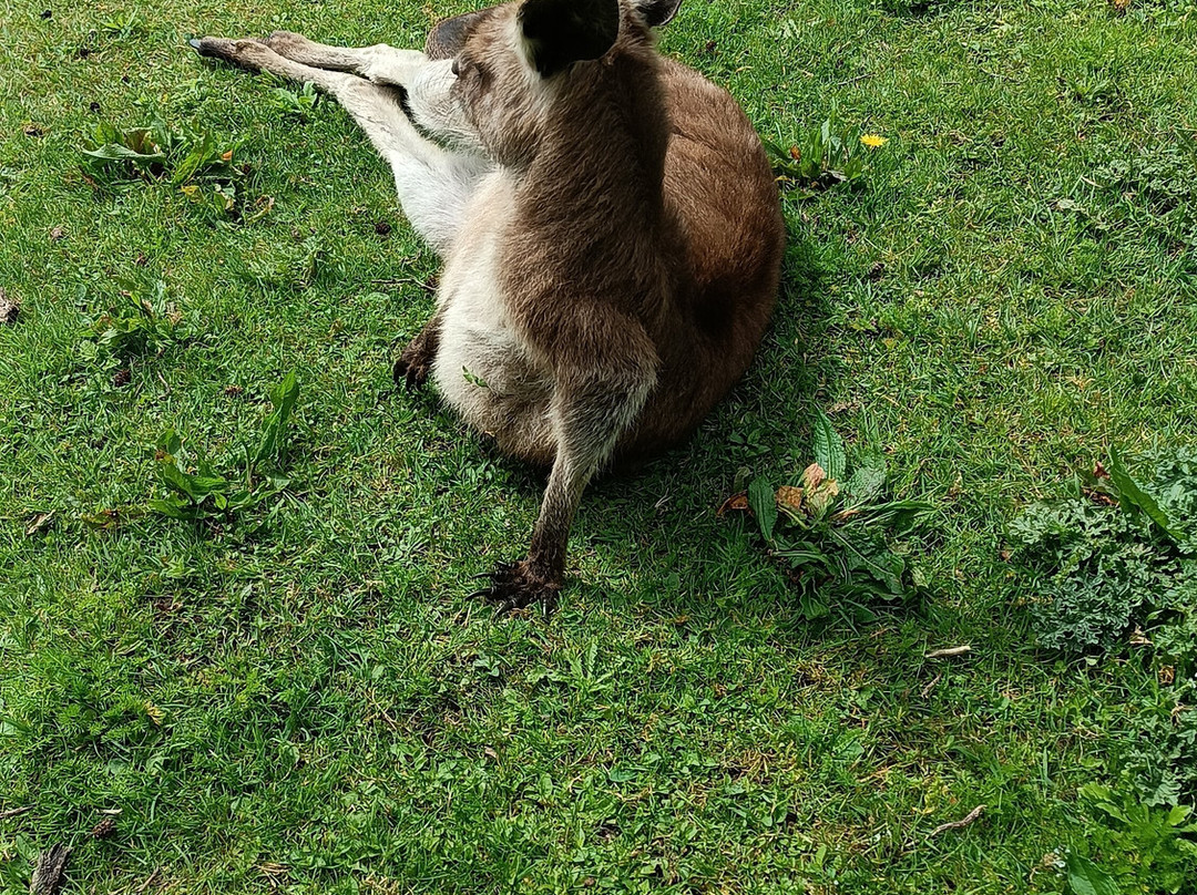 Fota Wildlife Park-Carrigtwohill必去景点