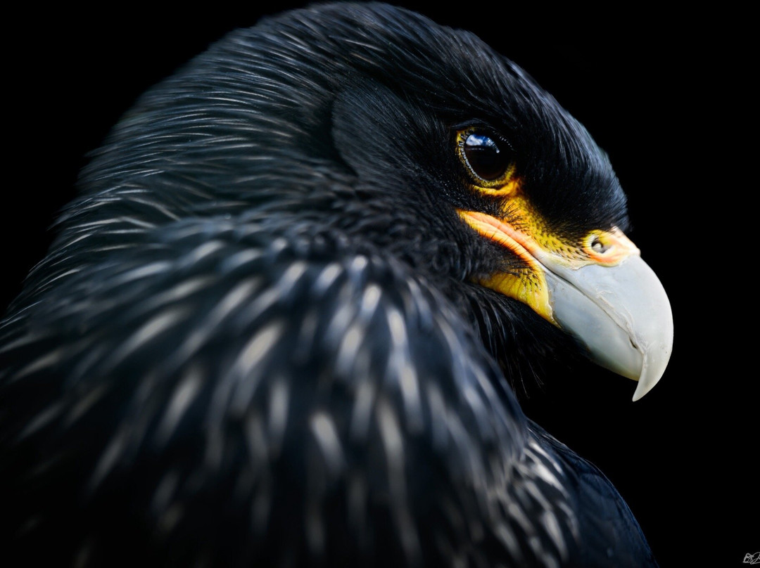 Gauntlet Birds Of Prey-纳茨福德必去景点