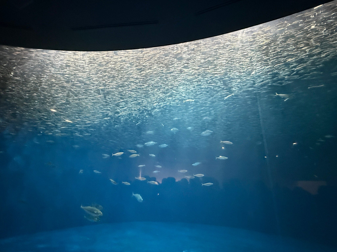名古屋港水族馆-名古屋市必去景点