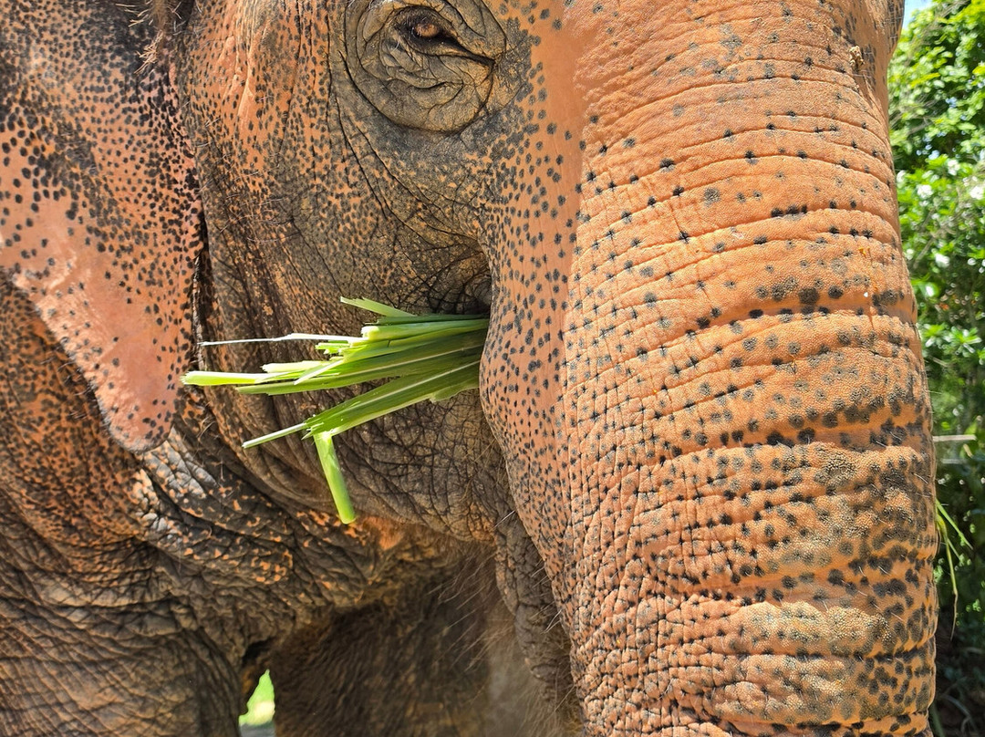 Maerim Elephant Sanctuary-夜林必去景点