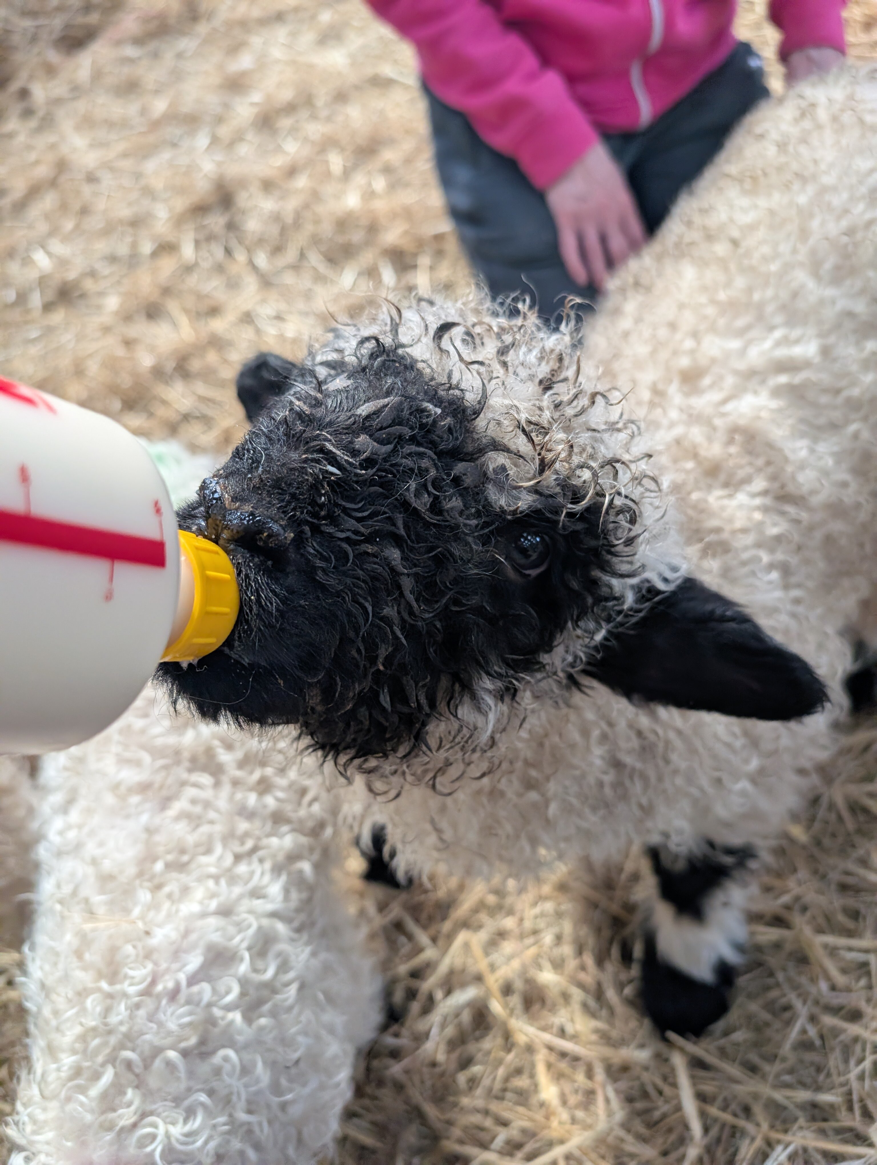 Meikle Westland Farm-旅行者