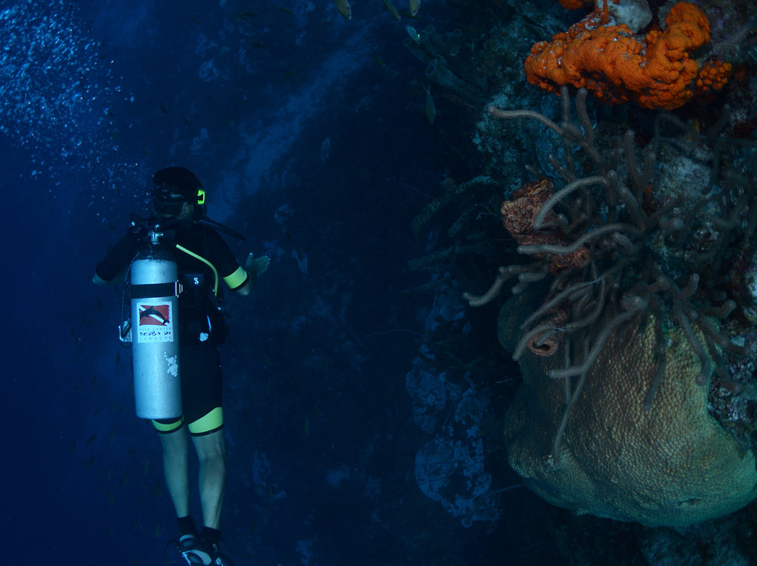 Dive Center Scuba Do-威廉斯塔德必去景点