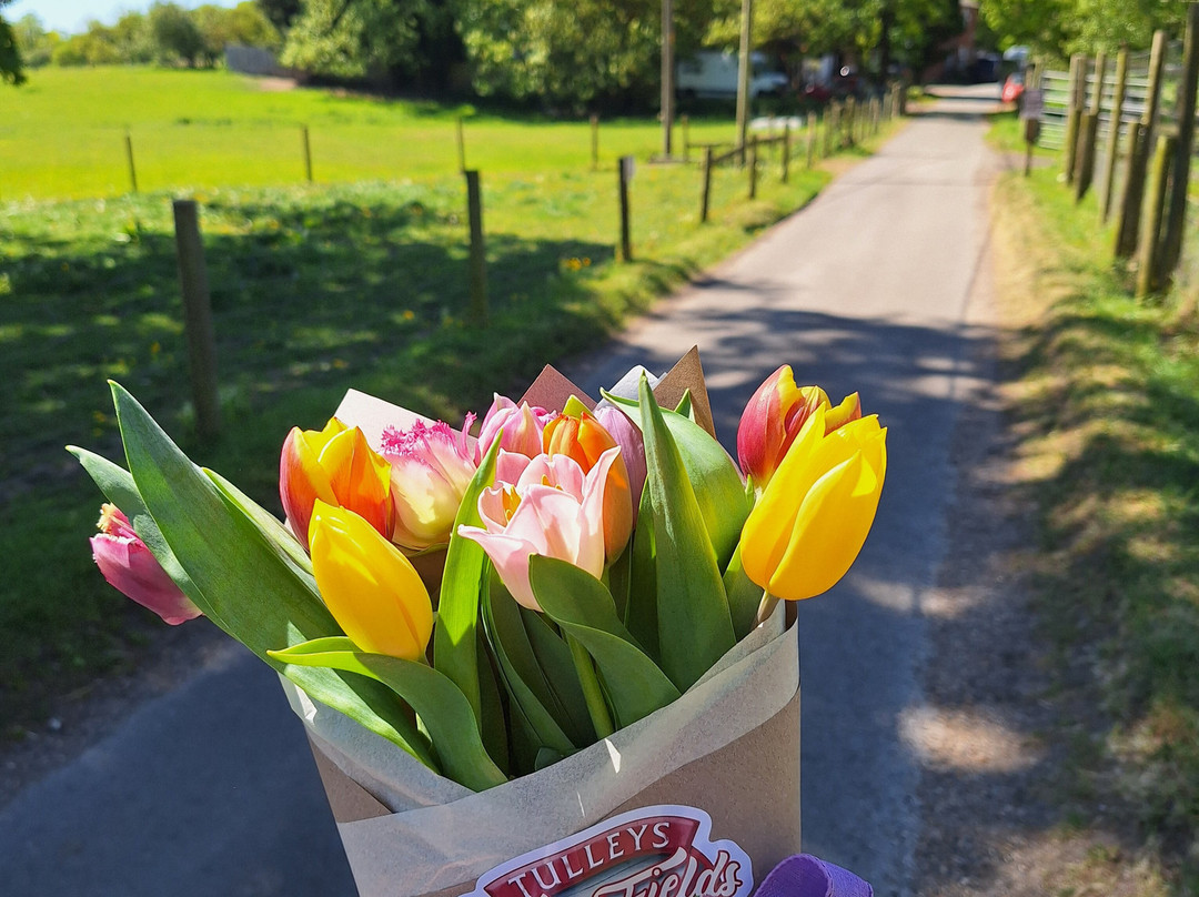 Tulleys Tulip Fields - Hertfordshire-圣奥尔本斯必去景点