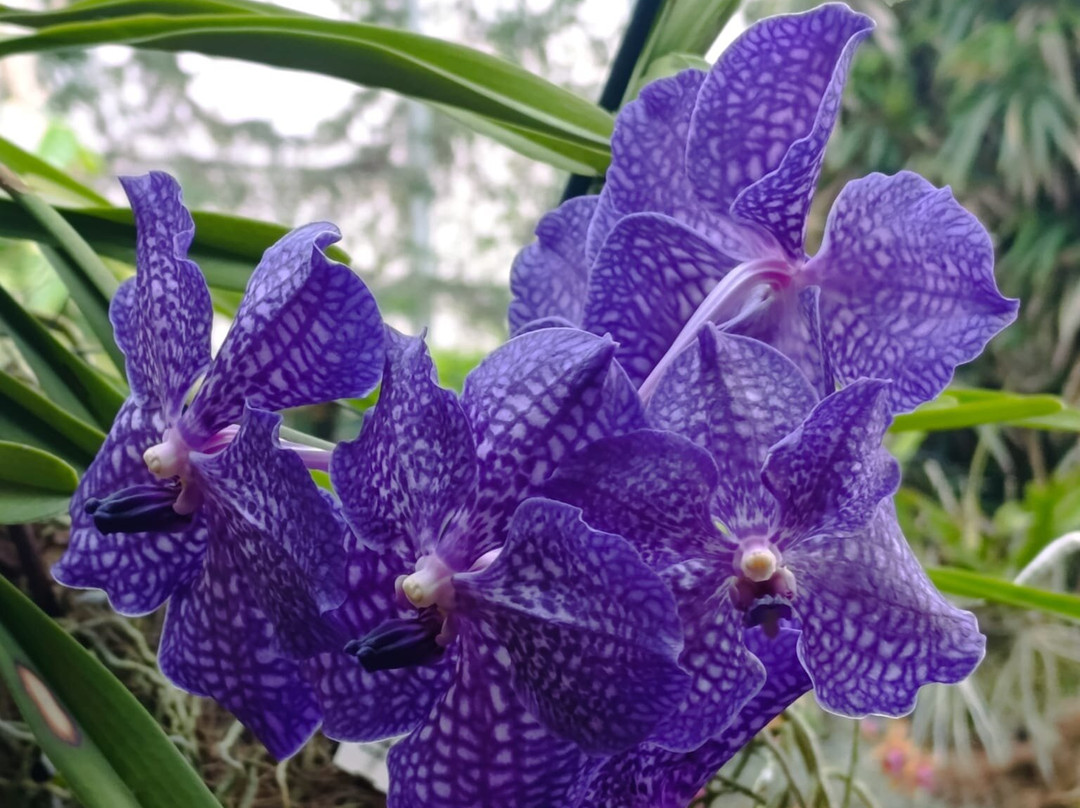 Orquidario de Estepona-埃斯特波纳必去景点