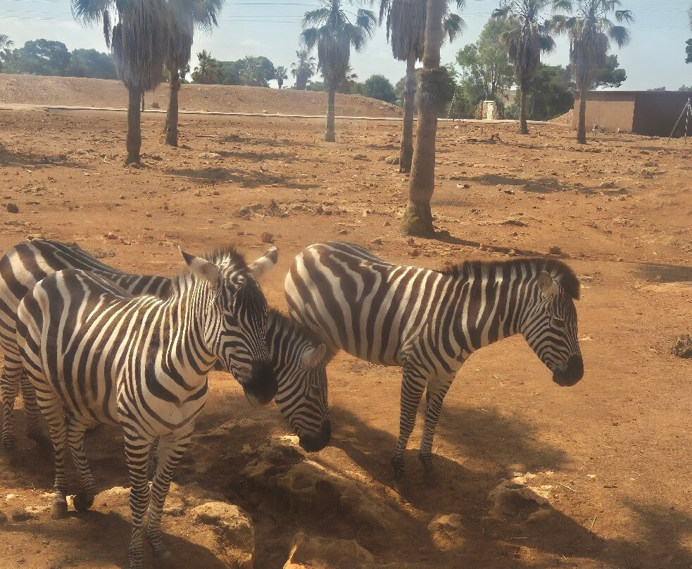 Safari Zoo Mallorca-萨可马必去景点