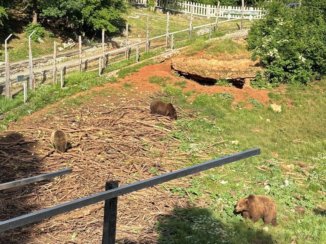 Bear Sanctuary-Kuterevo必去景点