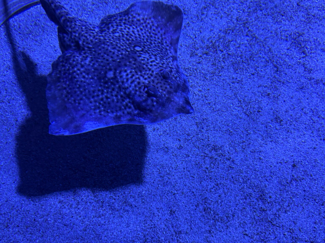 Aquarium Pula-普拉必去景点