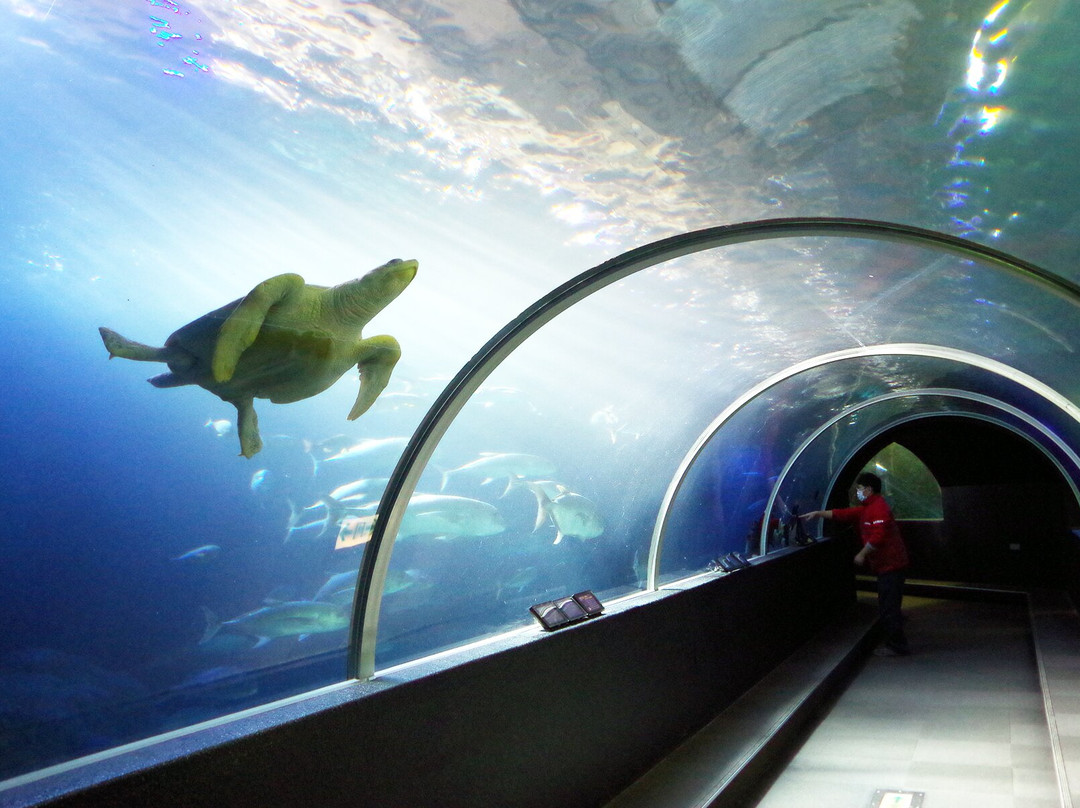 Kushimoto Marine Park Aquarium-串本町必去景点