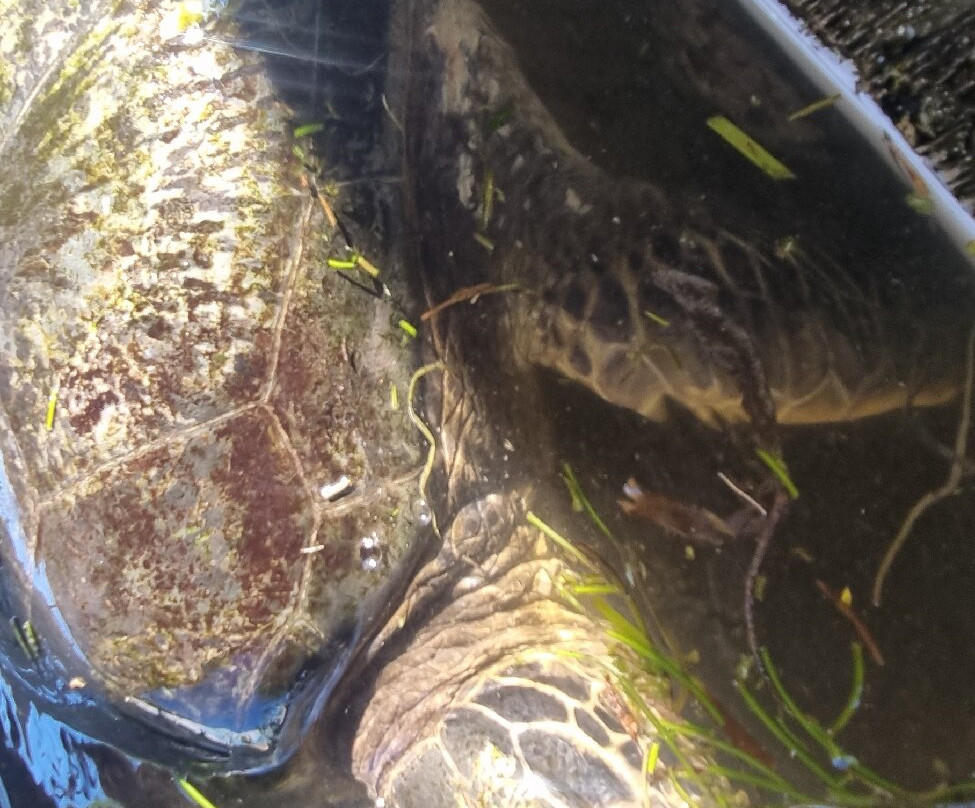 Deluang Sari Turtle Conservation Center-南湾必去景点