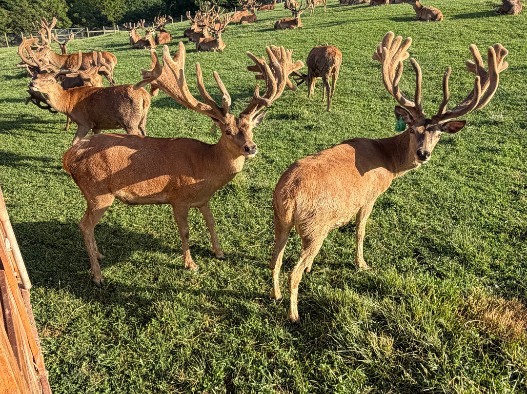 Red Deer at Rolling Hills Farm-Catawissa必去景点