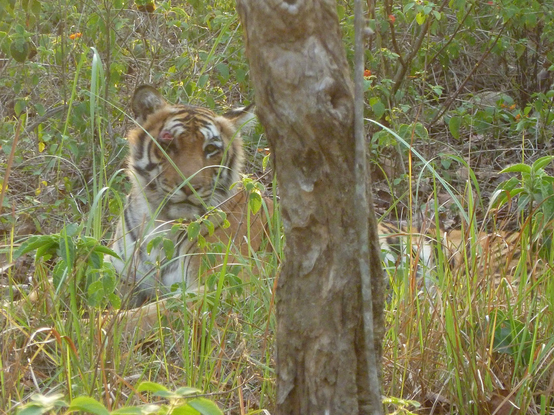 Corbett Safari-Jim Corbett National Park必去景点