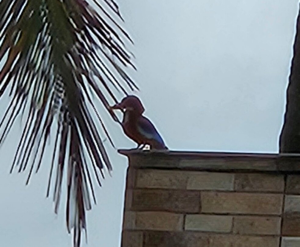 Jungle Bird Homestay主图