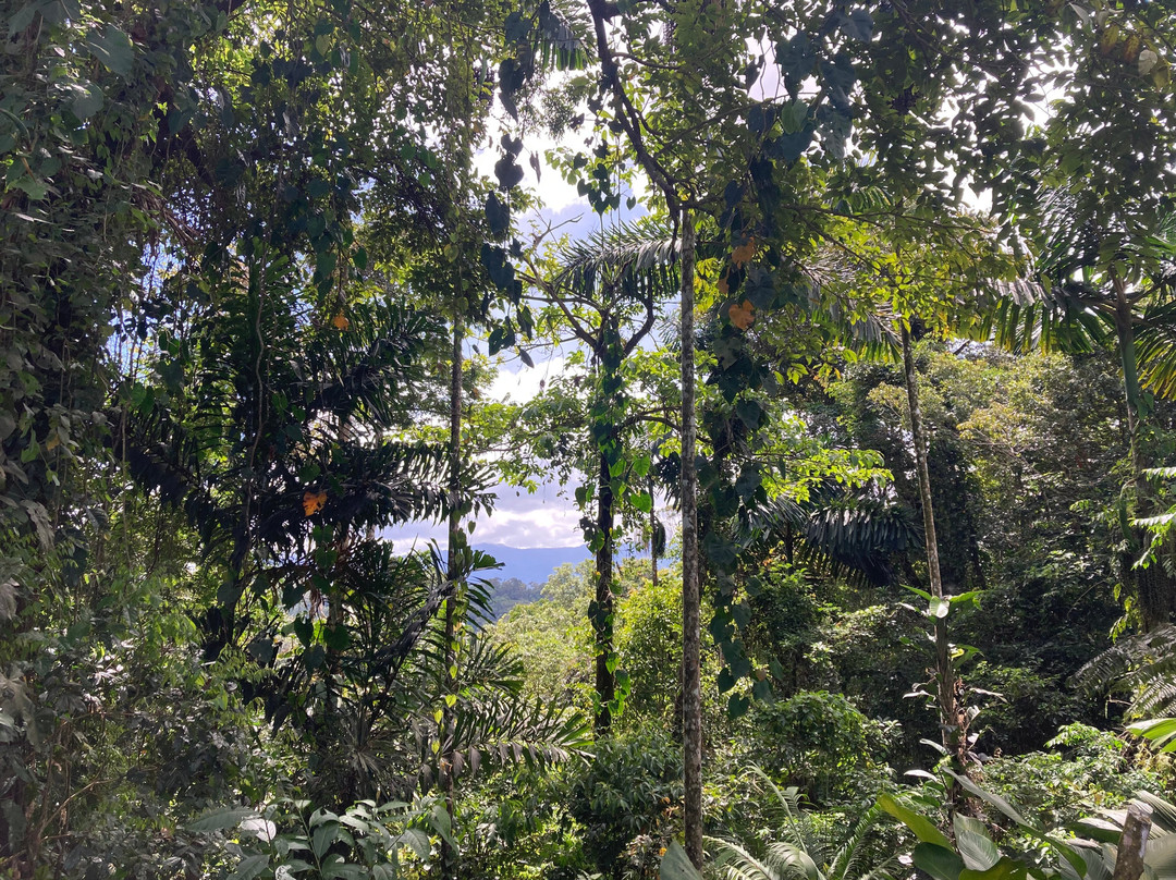 Veragua Rainforest Park-利蒙港必去景点