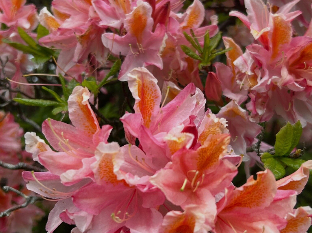 Dunvegan Castle & Gardens-Dunvegan必去景点