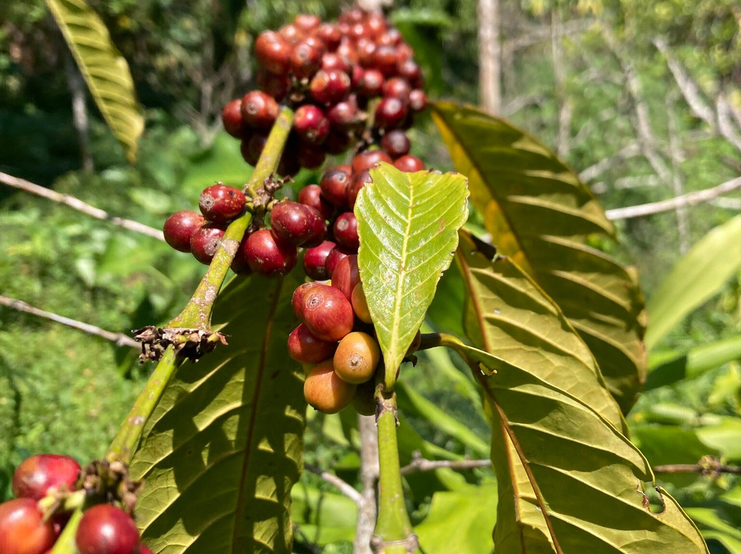 Bali Trekking Experience-新加拉惹必去景点