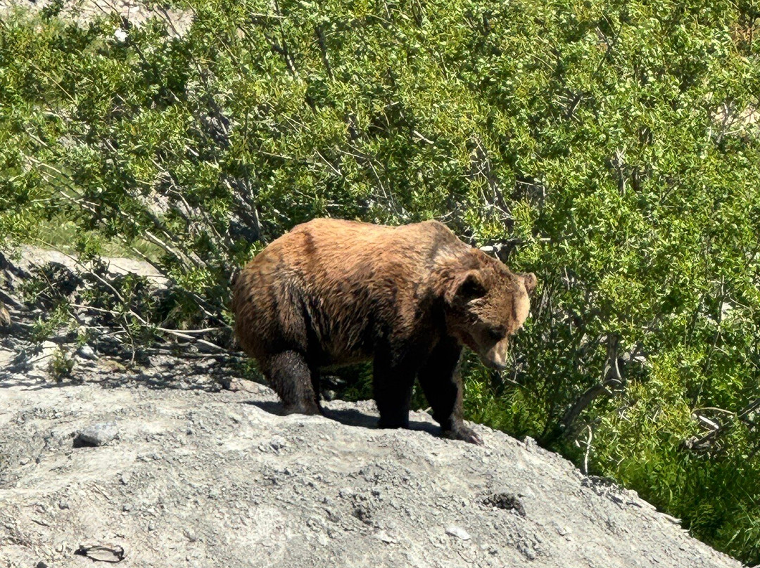 Alaska Wildlife Conservation Center-戈德伍德必去景点