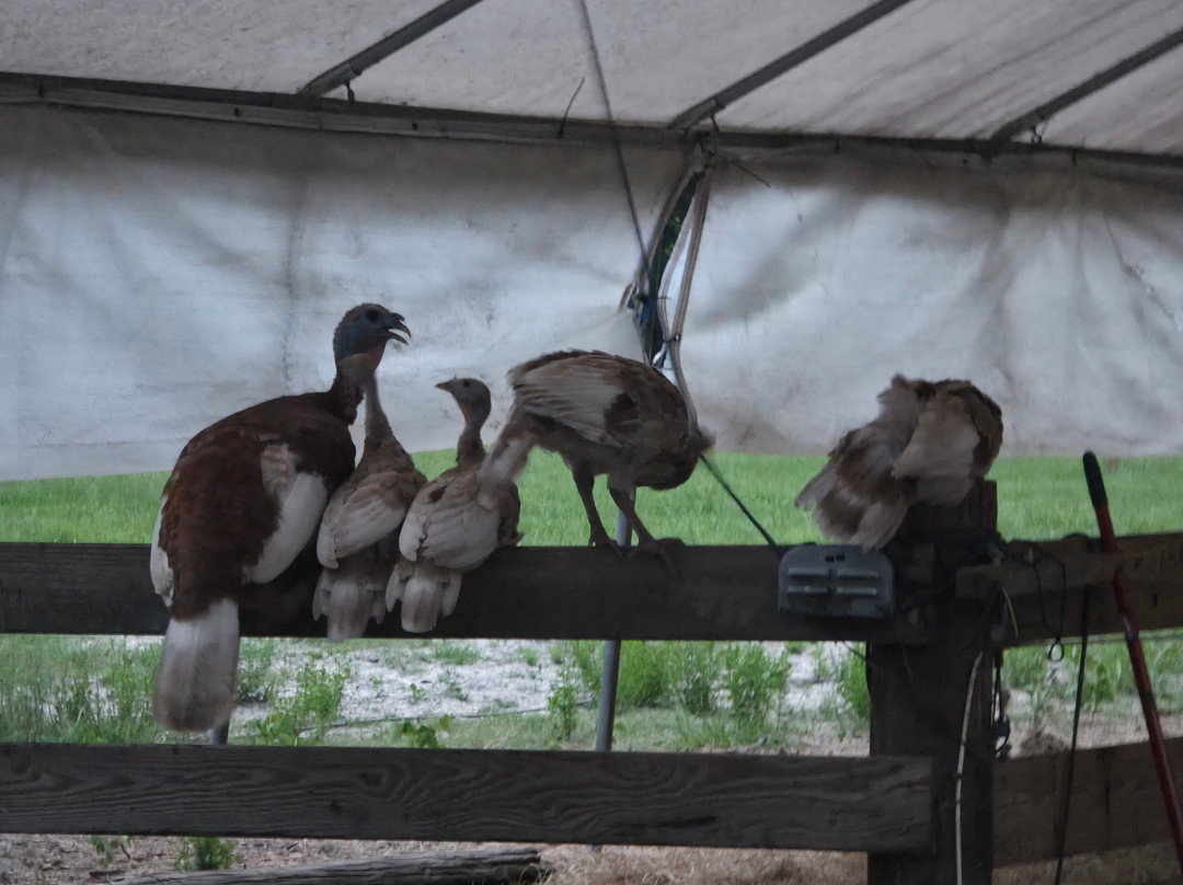 Rooterville Animal Sanctuary-Melrose必去景点