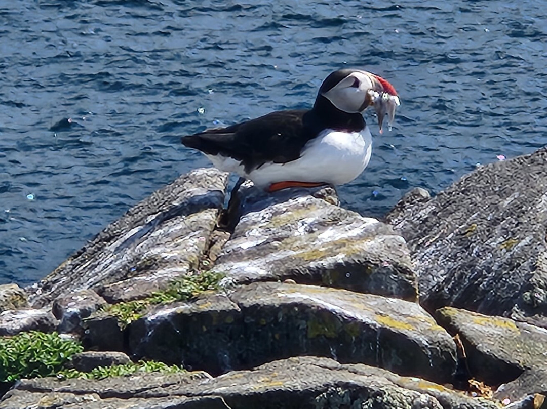 Isle Of May Boat Trips-Anstruther必去景点