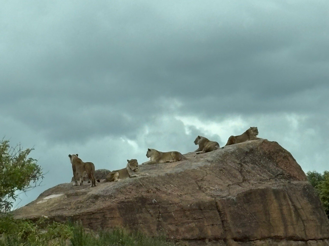 West Midlands Safari Park-Bewdley必去景点