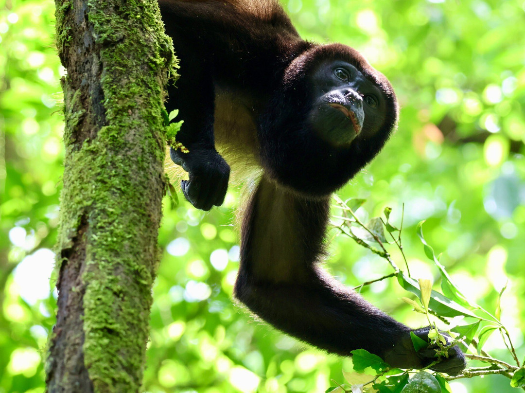 Bijagua Rainforest - Tours-Bijagua de Upala必去景点