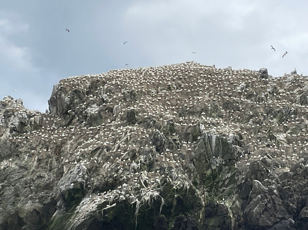 Alderney Wildlife Trust - Seabirds Boat Trip-Alderney必去景点