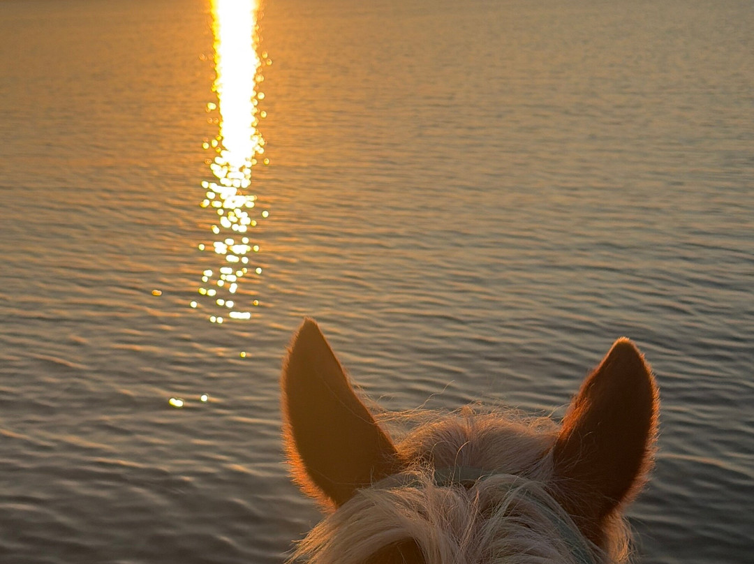 Family Horses 373-5361953-Marina di Ginosa必去景点