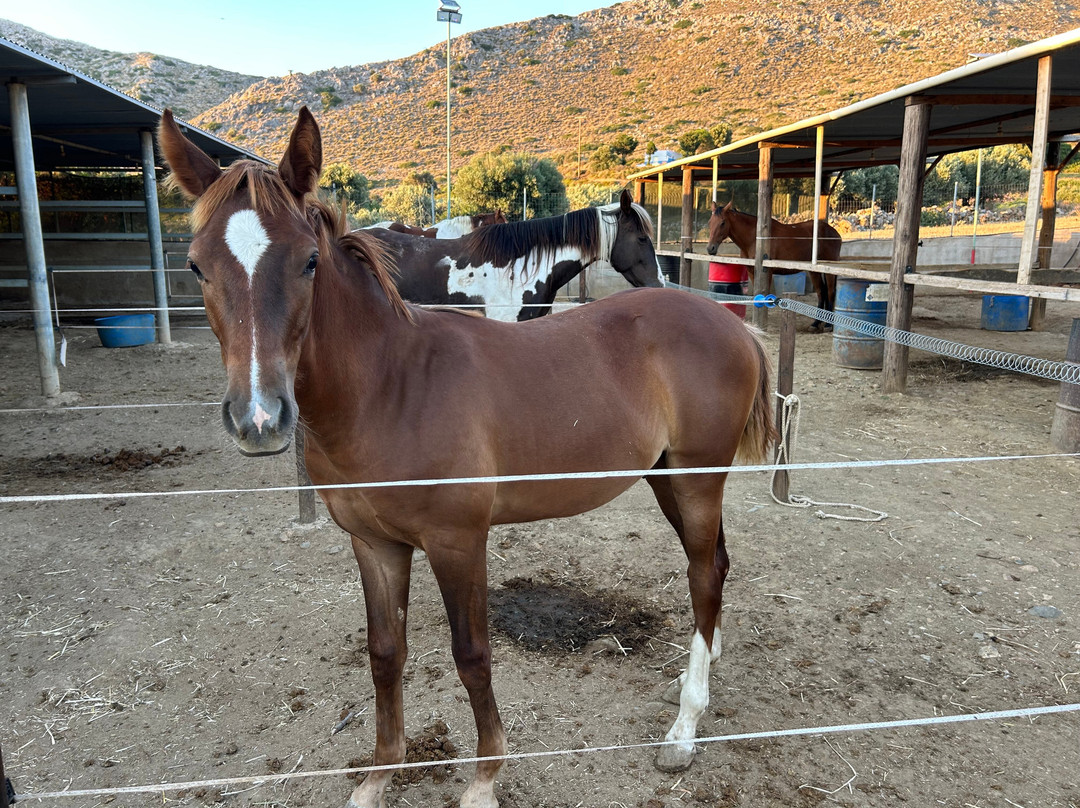 Horse Riding In Leros - The Mountain Ranch