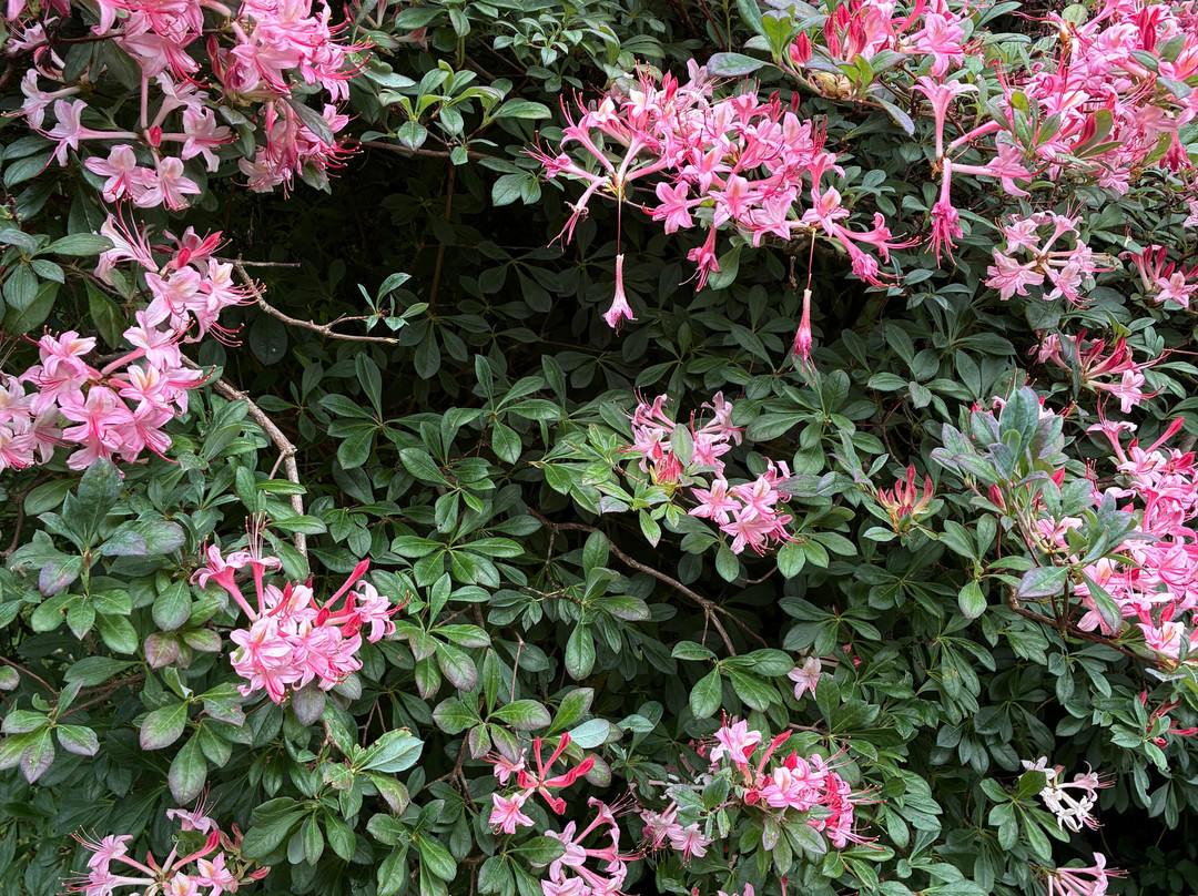Mount Usher Gardens-Ashford必去景点