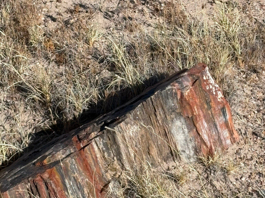 Petrified Forest National Park-霍尔布鲁克必去景点
