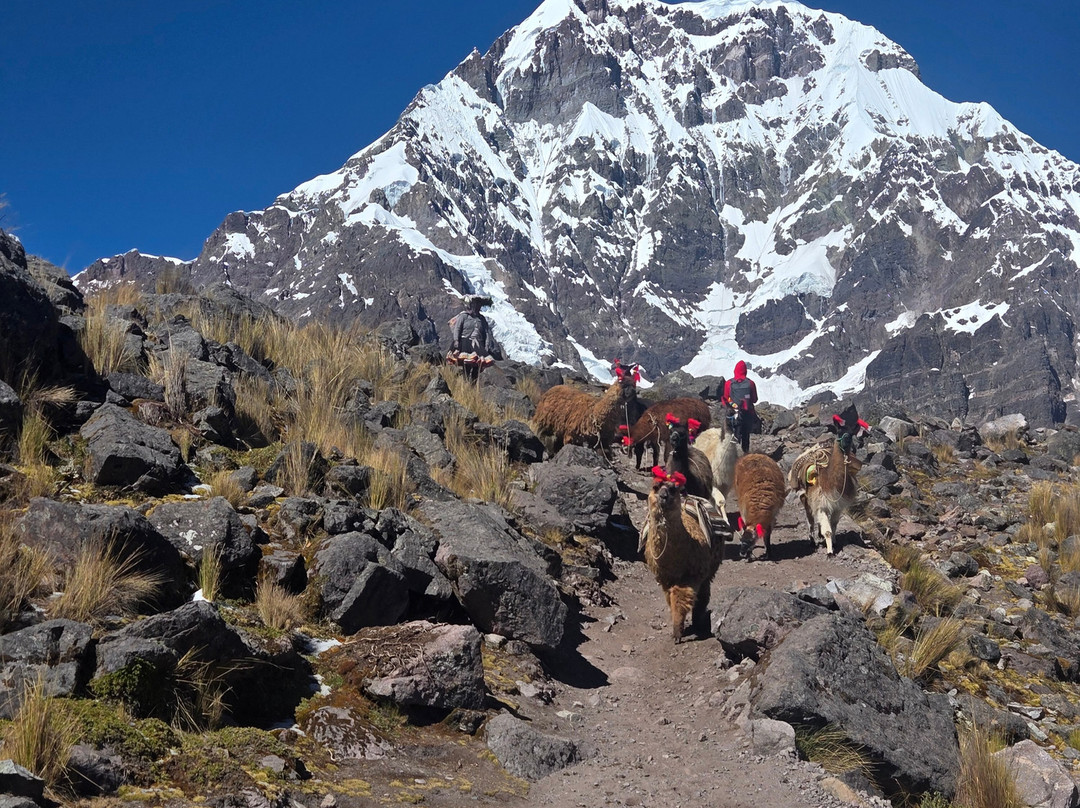 Alpaca Expeditions-库斯科必去景点