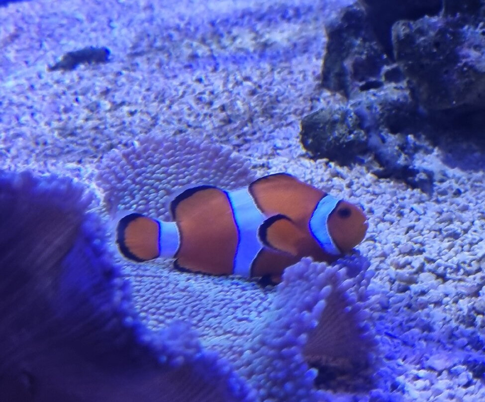 Seaquarium Institut Marin-勒格罗迪鲁瓦必去景点