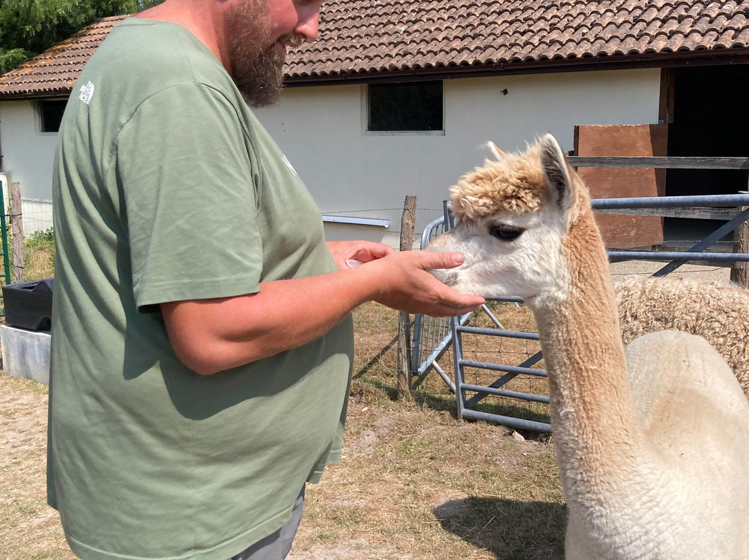Reservoir Alpacas-Chard必去景点