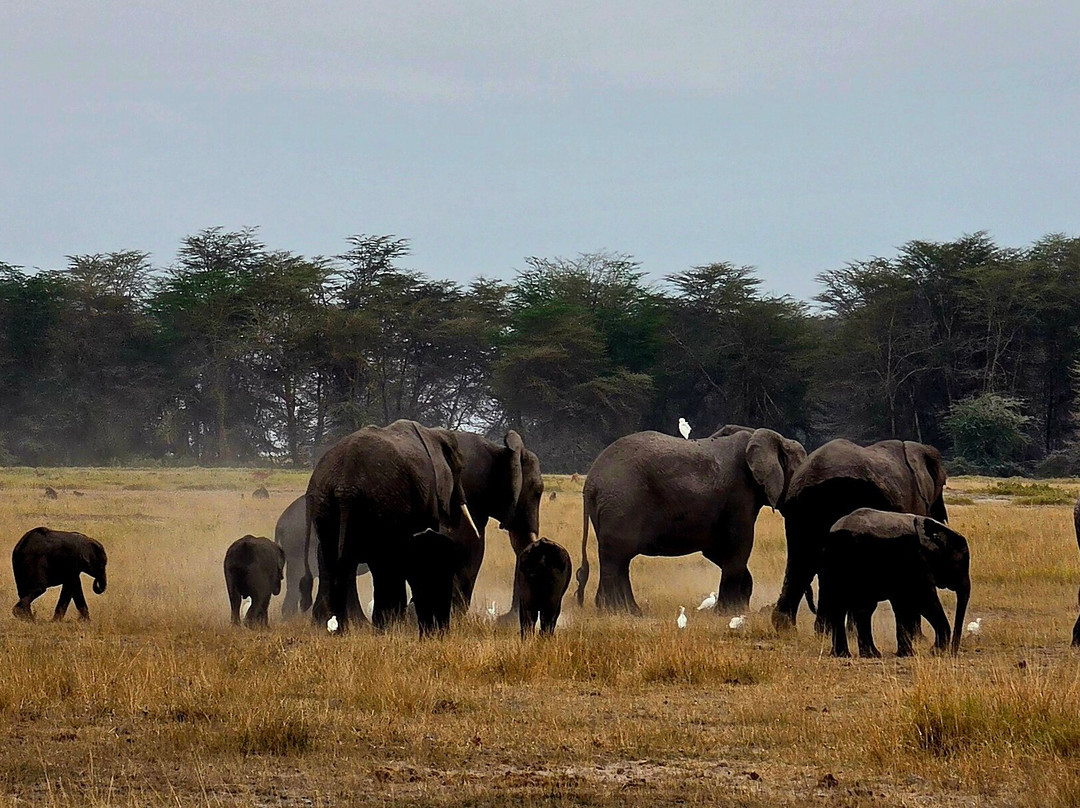 Amboseli National Park-Amboseli Eco-system必去景点
