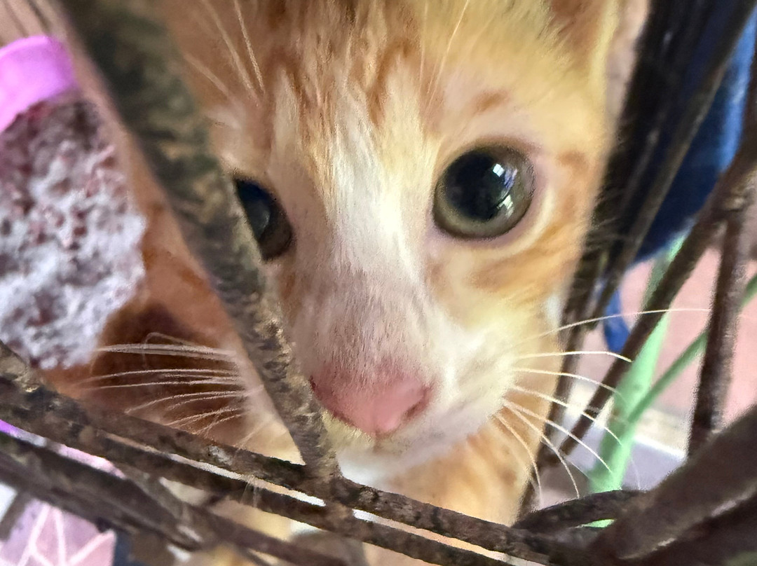 Dog and Cat Rescue Samui Foundation-塔林必去景点