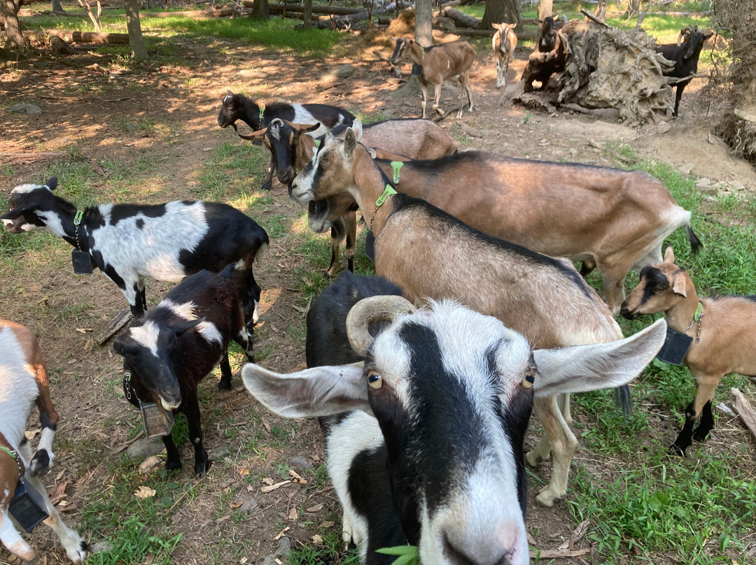 Gorgeous Goat Creamery-Stockton必去景点
