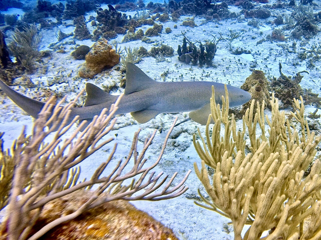 Scuba Life Cozumel-San Miguel de Cozumel必去景点