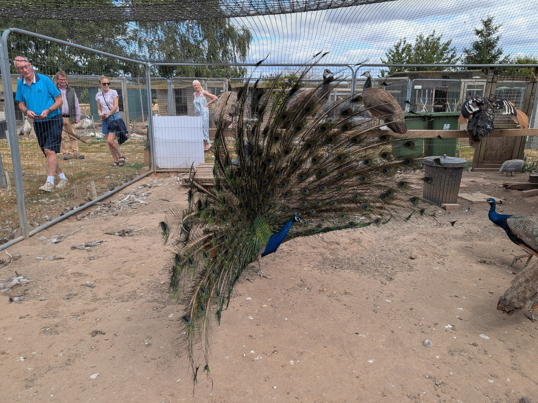 Peacocks Uk-Kempsey必去景点