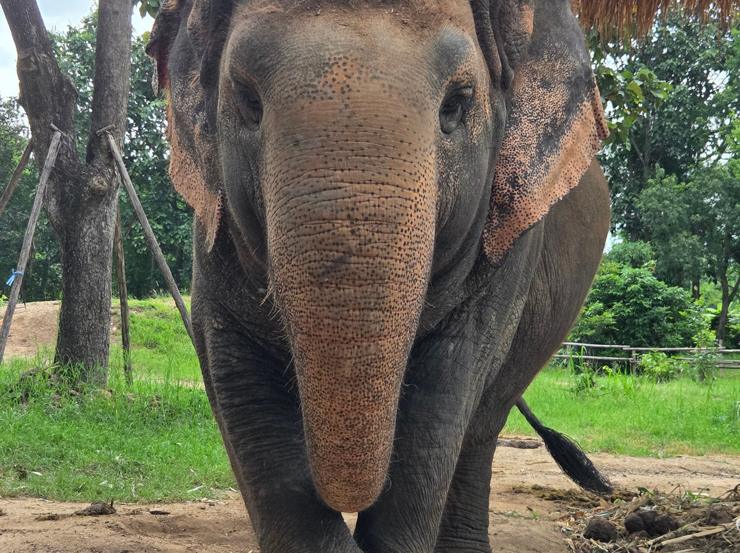 Maerim Elephant Sanctuary-夜林必去景点
