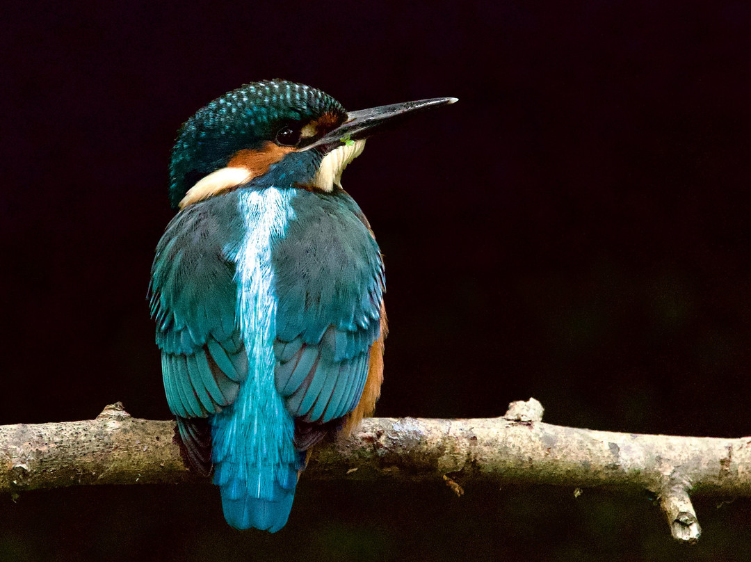 GG Wildlife Experiences Ltd-Goring-on Thames必去景点