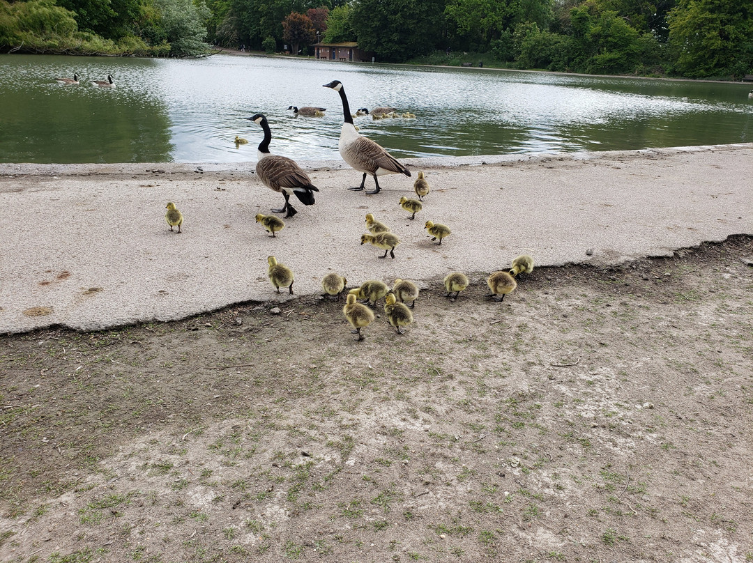 Verulamium Park-圣奥尔本斯必去景点
